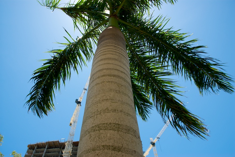 From the set "West Palm, July", photographed by David Kimelman in 2007.