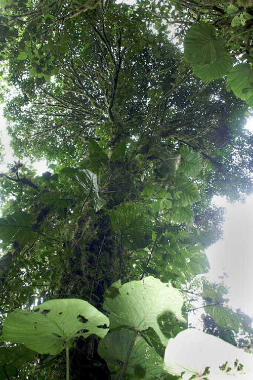 From the series "Cloud Forest." Photographed by David Kimelman in Santa Elana, Costa Rica in 2010.