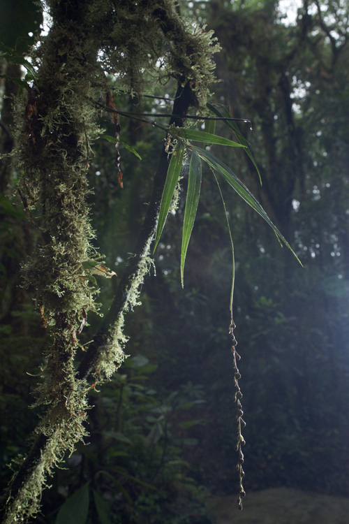 From the series "Cloud Forest." Photographed by David Kimelman in Santa Elana, Costa Rica in 2010.