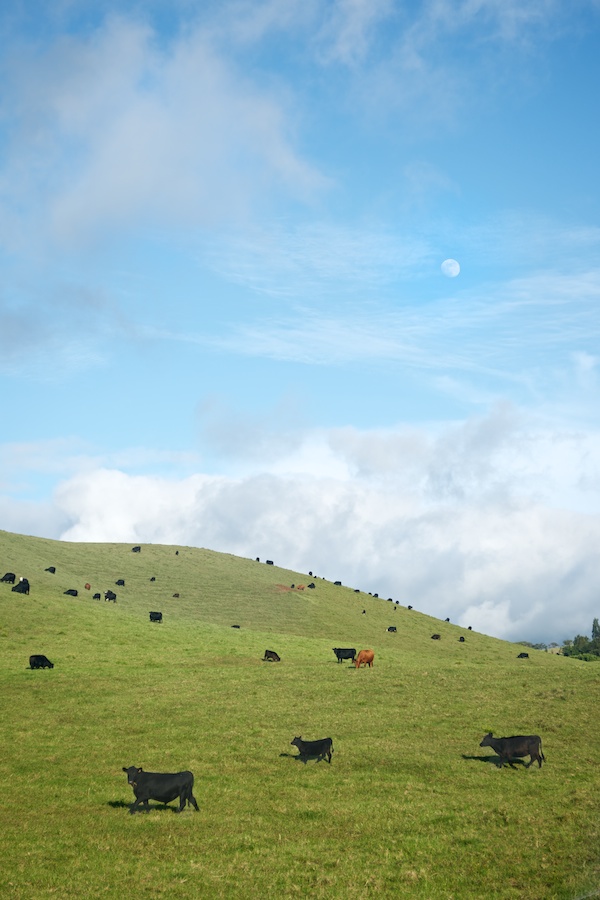 "Cows & The Moon" from the series Natural Order, photographed by David Kimelman
