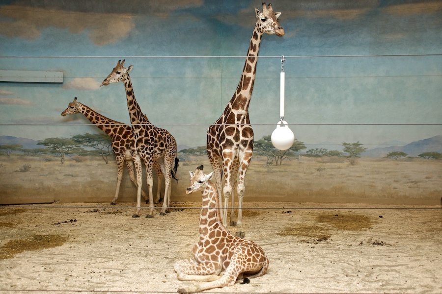 "Giraffes" from the series Natural Order, photographed by David Kimelman