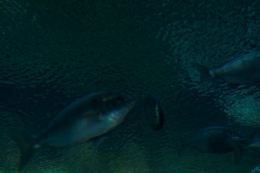 New York Aquarium — 10